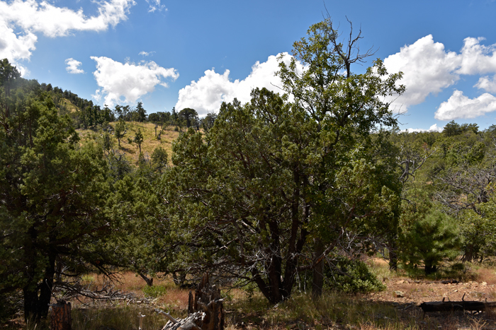 Alligator-Junipers are large shrubs or trees that may grow up to 65 feet tall. They are found in elevations ranging from 4,500 to 10,000 feet. They prefer rocky soils, slopes and mountains. Juniperus deppeana 